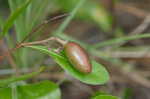 Gopher apple